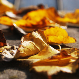 leafs on the ground